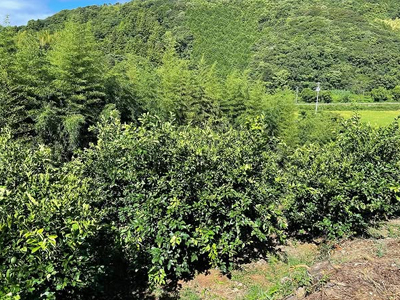 8月