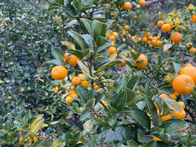 11月