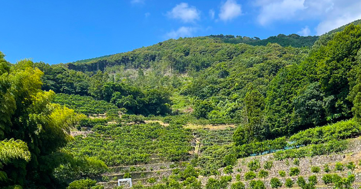 月別農園情報 | 第一マルエム青果 | 愛媛県愛南町